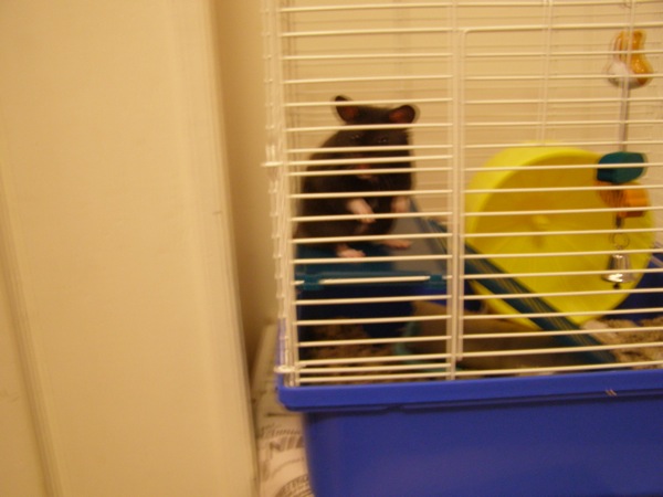shadow in his old cage