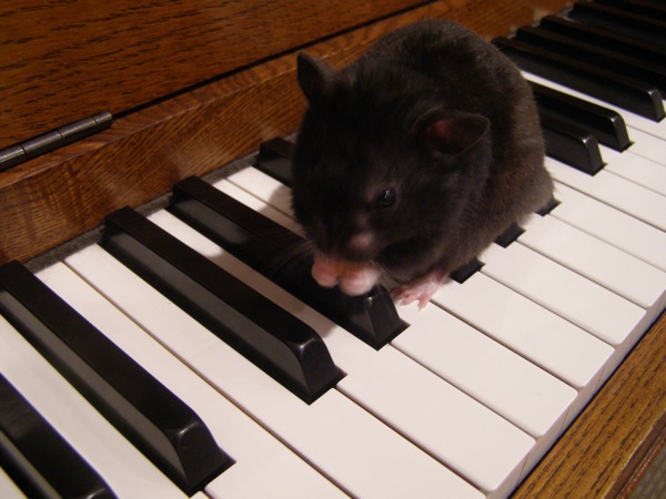 shadow playing the piano